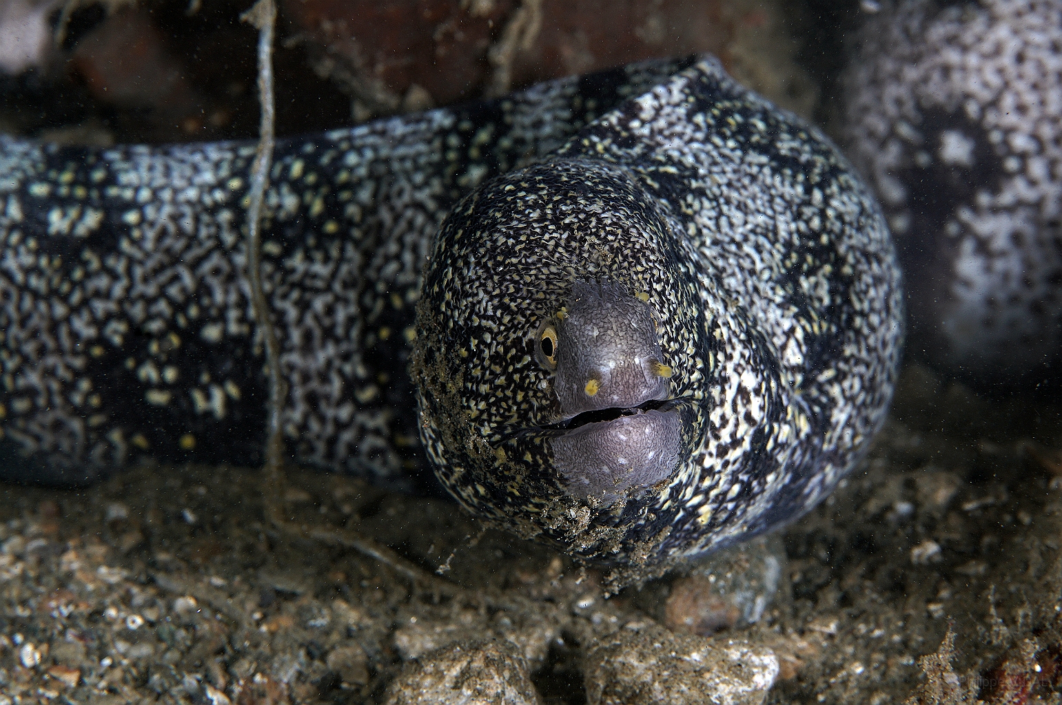 Banda Sea 2018 - DSC05584_rc - Snowflake moray - Murene etoilee - Echidna nebulosa.jpg